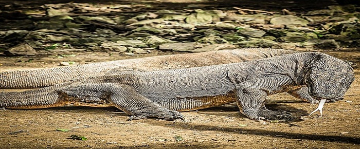 Ile de Komodo en Indonésie : tout ce qu'il y a à savoir avant votre voyage