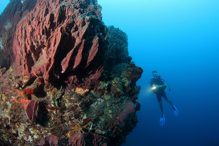 Plongée sous-marine en Martinique